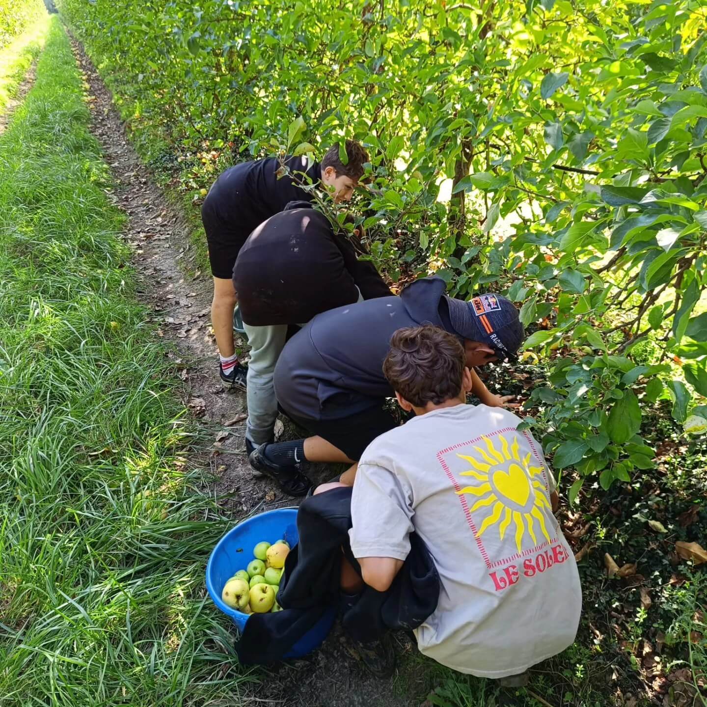 Des pommes au coffret : le beau projet des 5e Tremplin du collège Notre-Dame